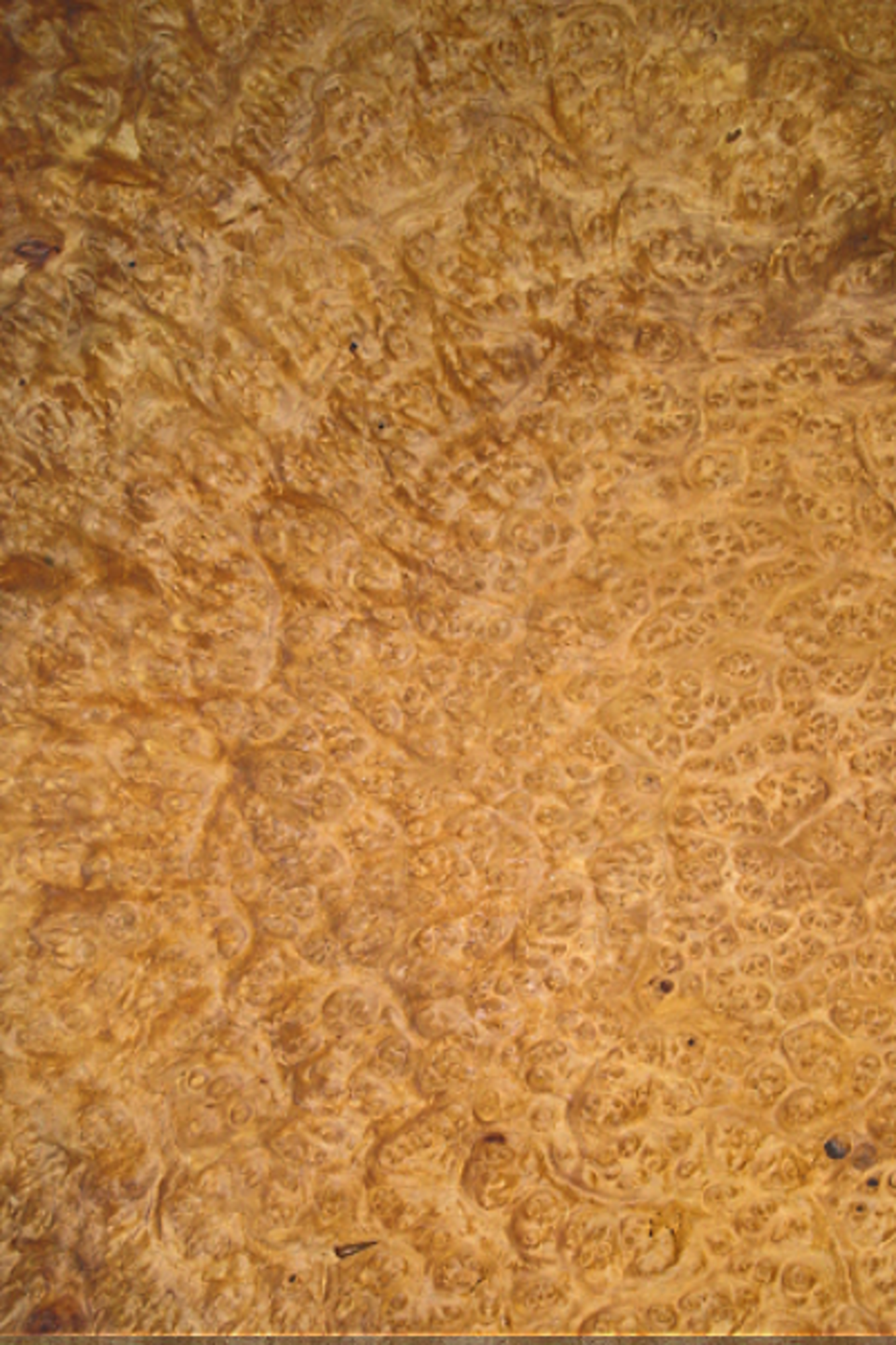 Amboyna Burl