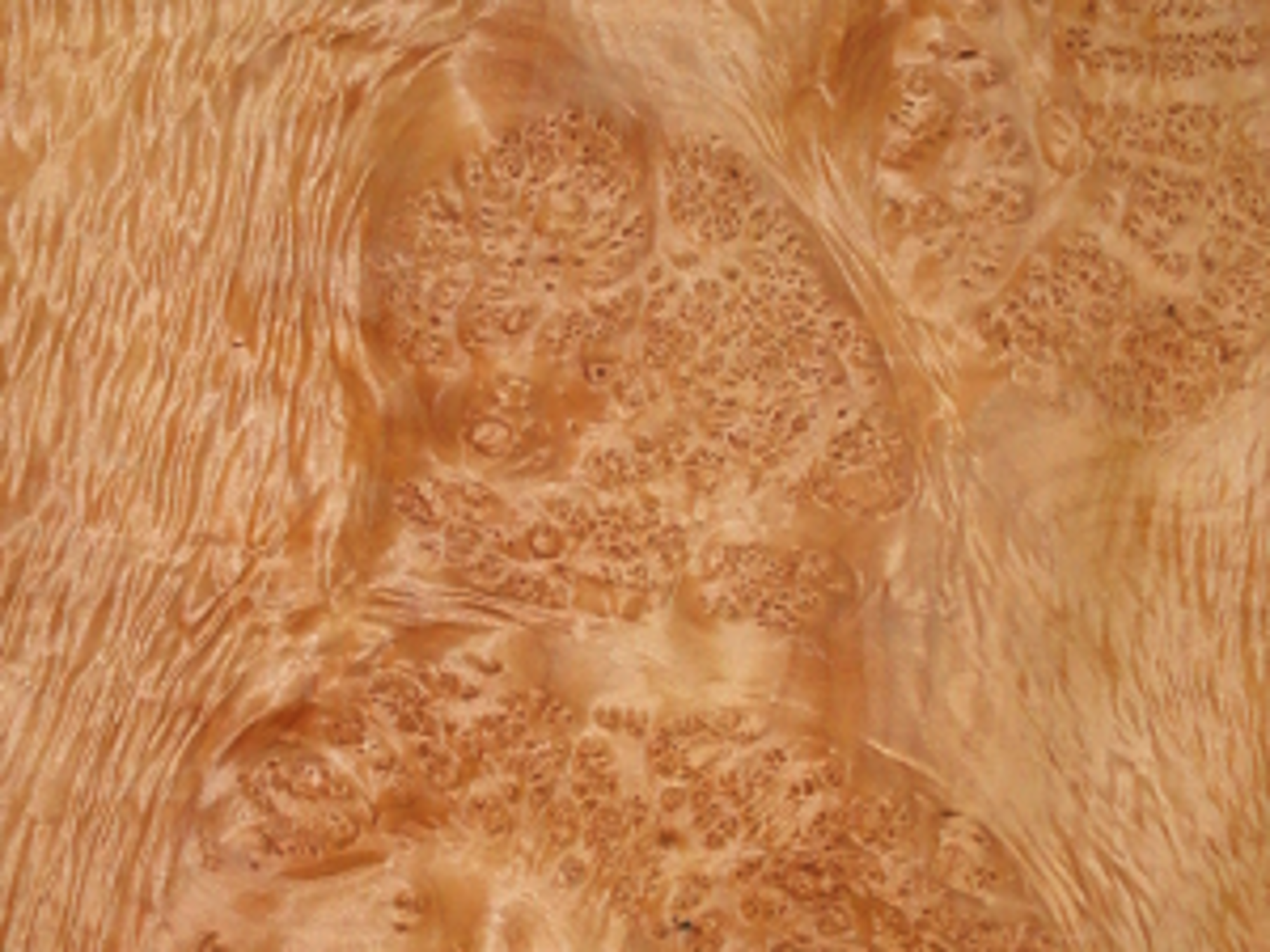 Burl Maple
