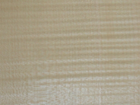 Curly English Sycamore