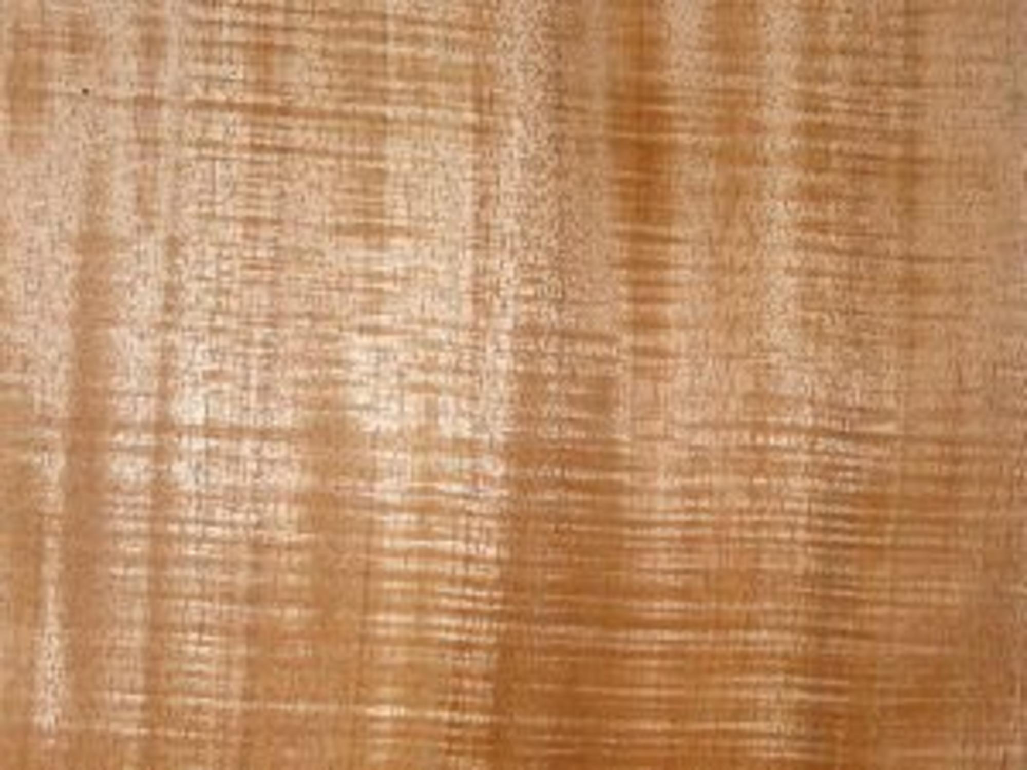 Curly Koa