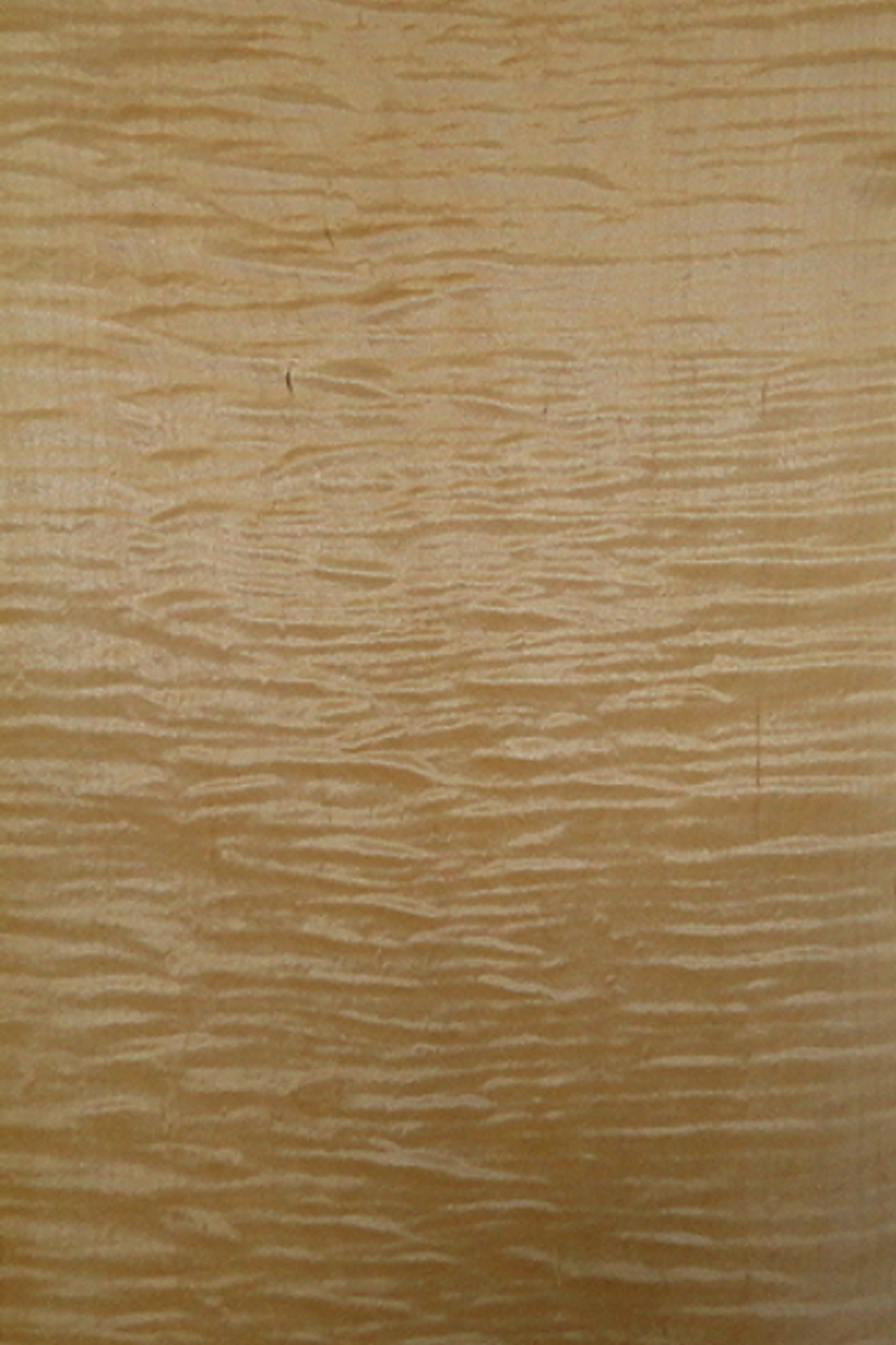 Curly Maple