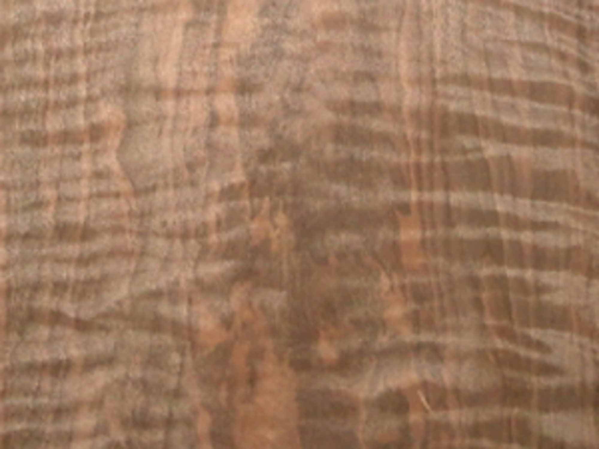 French Walnut in Irvine