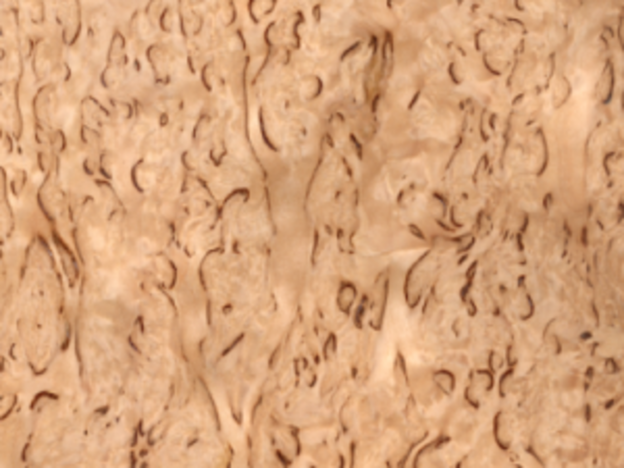 Karelian Birch Burl