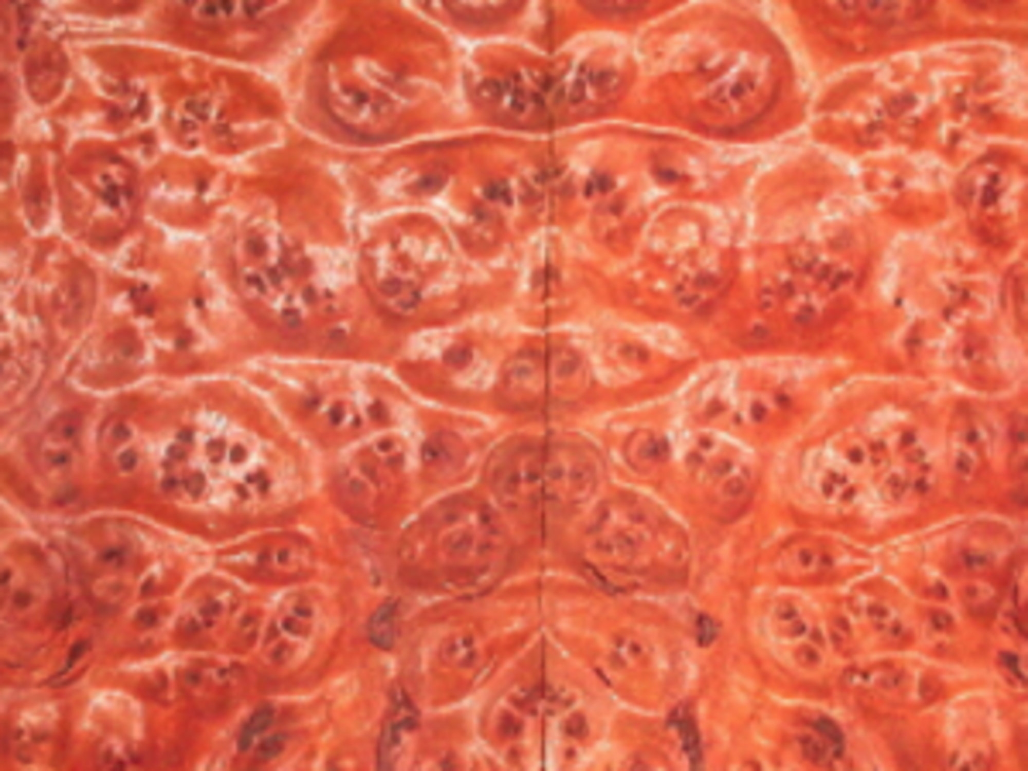 Indonesian Madrone Burl