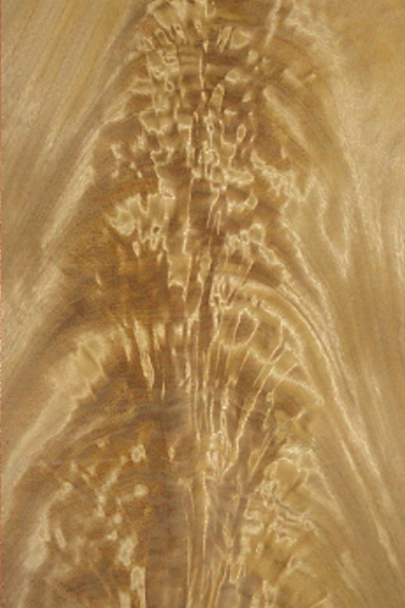 Satinwood Crotch