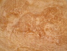 Burl Maple